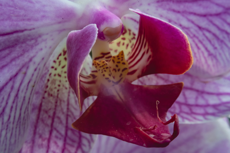 pink color, flower head, shiraz, springtime, 5K, vulnerability, garden, nature, orchid, plant, selective focus, flower, softness, flowering plant, purple