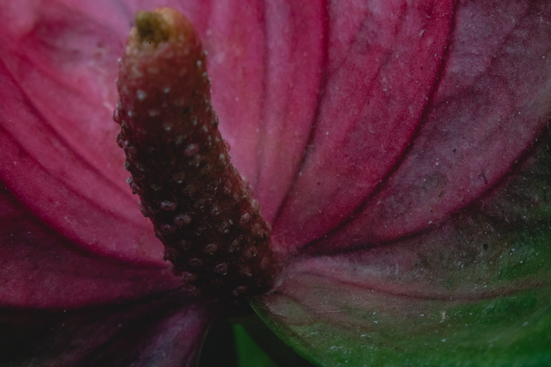 iran, vulnerability, dew, close-up, petal, shiraz, no people, pollen, growth, nature, purple, flower head, inflorescence, flowering plant, 5K, full frame