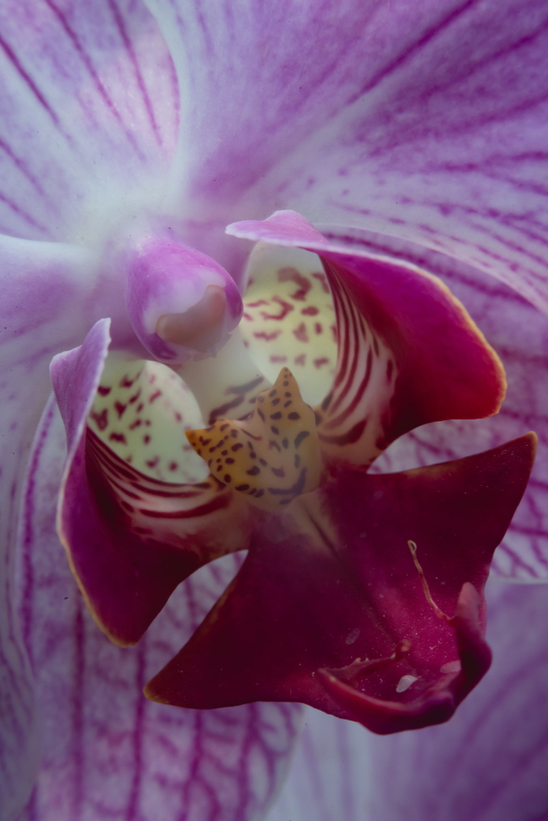stamen, full frame, outdoors, fragility, close-up, flowering plant, vulnerability, purple, inflorescence, orchid, plant, petal, pink, pink color, iran