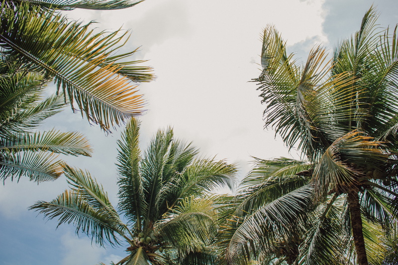 tropical tree, no people, low angle view, tranquility, palm tree, cloud - sky, green color, palm leaf, 5K, são josé da coroa grande, blue, tropical climate