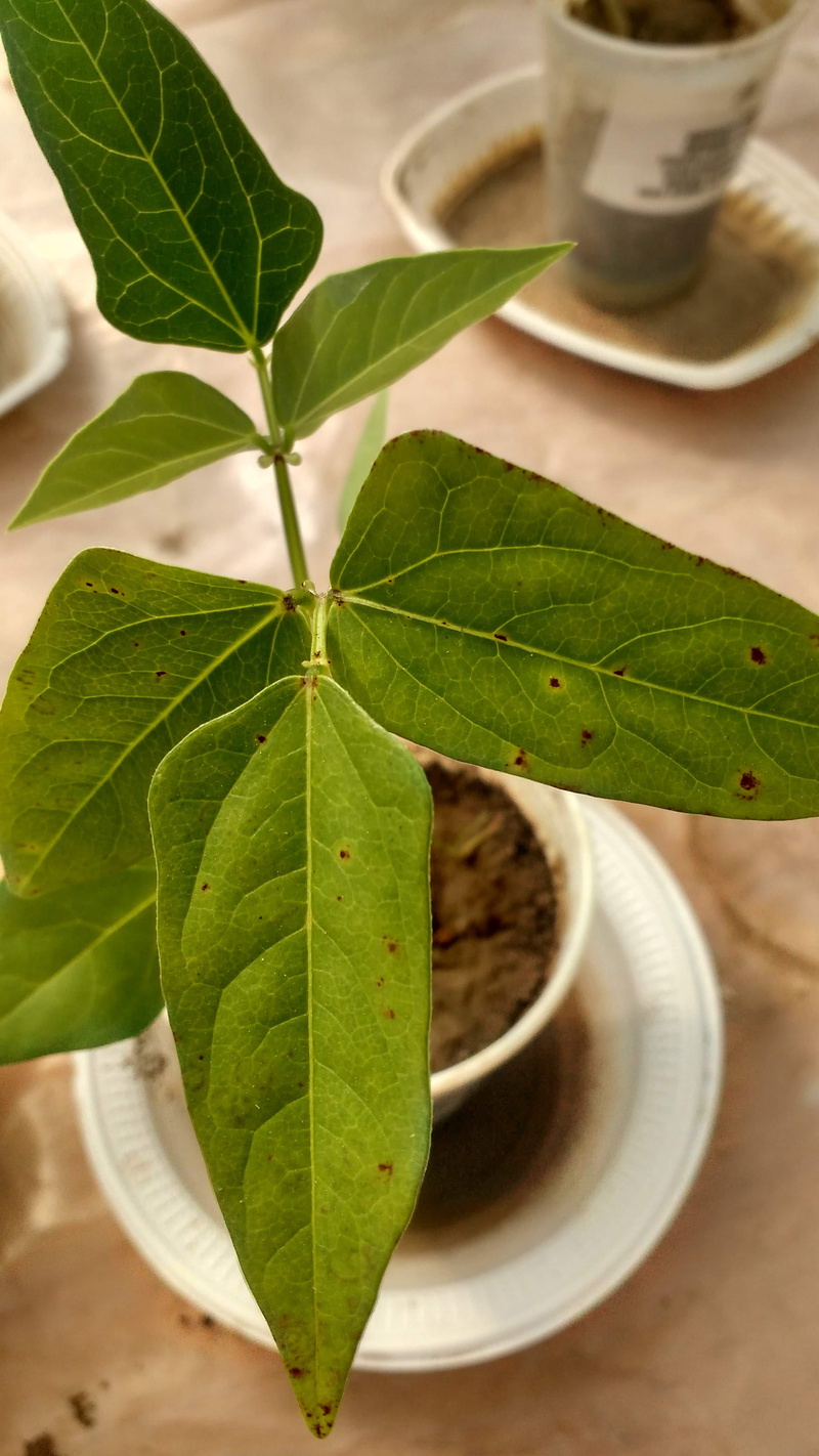 bean, indoors, growth, plant part, 4K, food and drink, refreshment, food, leaf, leaves, freshness, feijão, drink, rural federal university of pernambuco