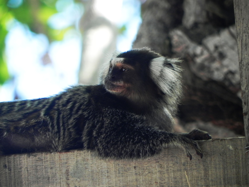 portrait, focus on foreground, tree, pernambuco, relaxation, animal wildlife, brazil, primate, outdoors, no people, little monkey, close-up, vertebrate