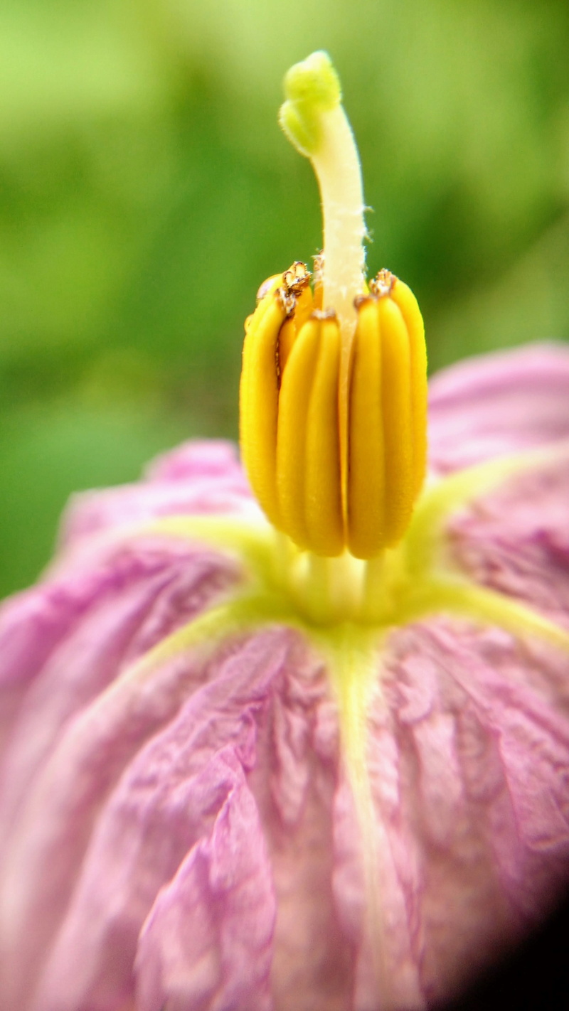 purple, beringela, outdoors, brazil, pollen, vulnerability, flowering plant, nature, yellow, flowering, focus on foreground, springtime, plant, freshness