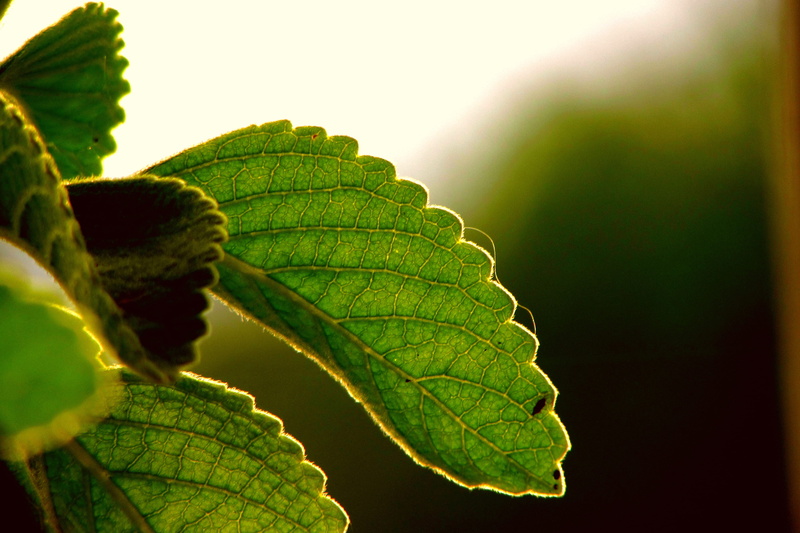 food and drink, plant, clean, outdoors, sunlight, agriculture, green, natureza, macro, green color, blur, nature, food, natural, selective focus, no people