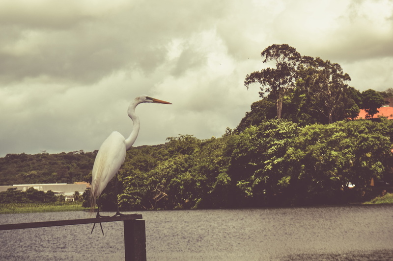 heron, recife, old, city, one animal, water, animals in the wild, nature, no people, tree, water bird, vertebrate, cloud - sky, forest, old photo, plant
