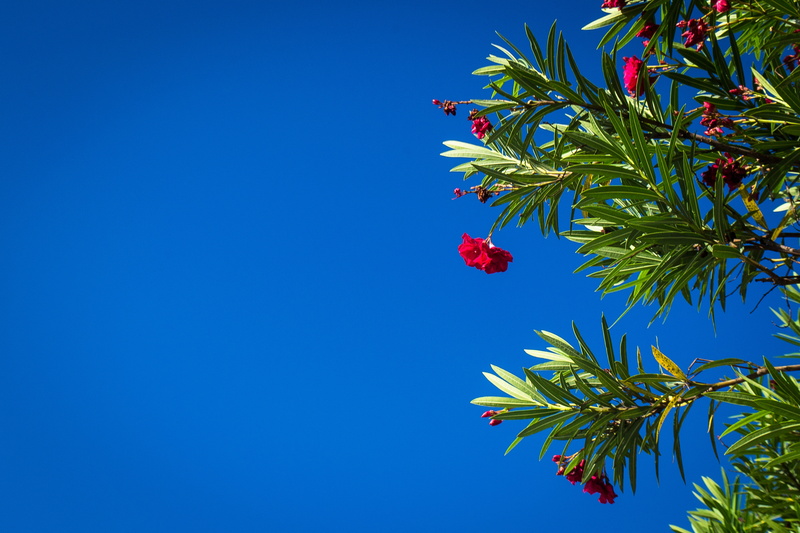 city, food and drink, blue, nature, clear sky, food, sunny, bue sky, recife, tree, outdoors, copy space, red, fruit, sky, ripe, flowering plant, plants