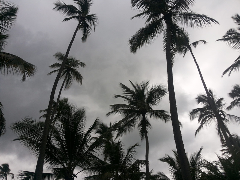 trunk, Coconut Tree, beauty in nature, Recife, growth, plant, coconut palm tree, nature, scenics - nature, sky, no people, cloud - sky, tropical tree, outdoors