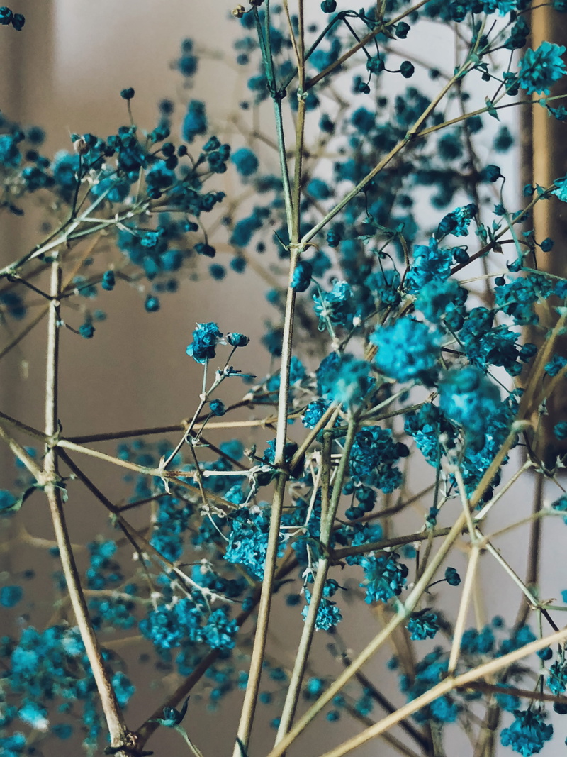 day, vulnerability, flower, espinheiro, plant, no people, focus distance, selective focus, 4K, brazil, beauty in nature, flowering plant, freshness, recife