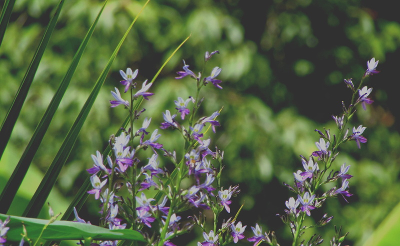 vulnerability, green color, fragility, growth, plant, flower, garden, purple, natural, unsplash, inflorescence, outdoors, camp, day, green, plant stem