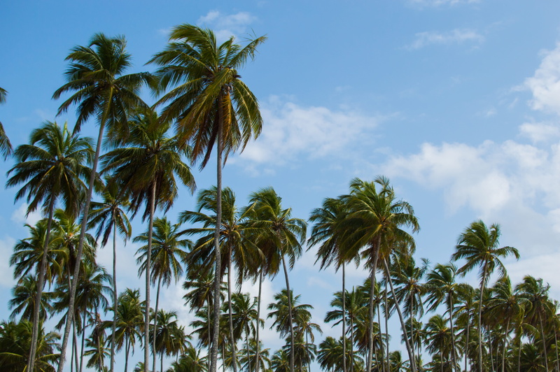 5K, beauty in nature, day, green color, nature, plant, tall - high, recife, growth, tranquility, palm tree, sky, coconut tree, outdoors, coconut palm tree