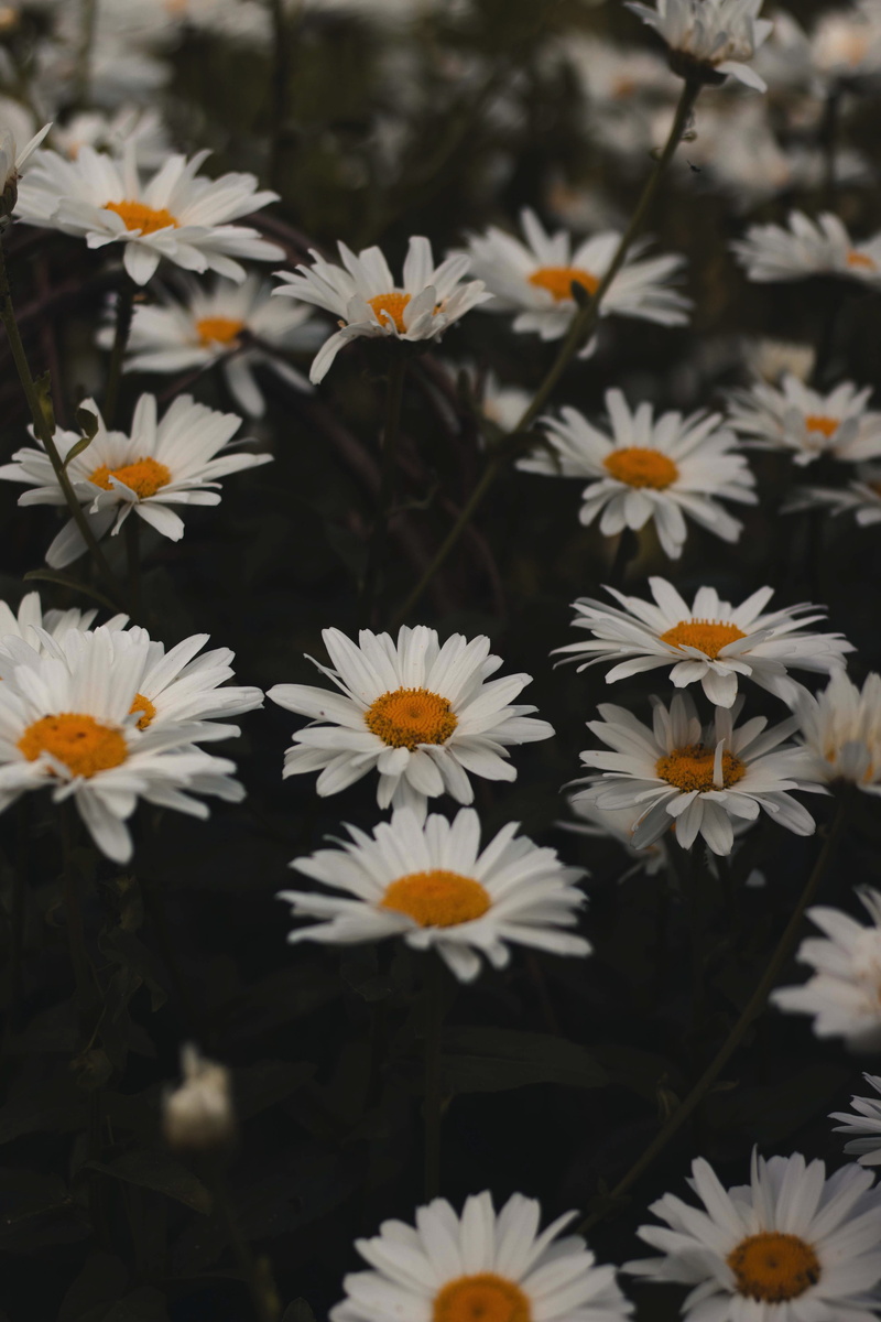 flower, modern, for instagram, stratford-upon-avon, daisy, 5K, white color, vulnerability, flowers, no people, close-up, high angle view,