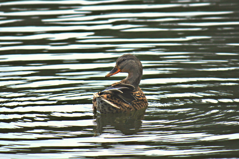 one animal, water bird, mallard, fowl, swan, lake, vertebrate, shakespearean gardens, animal themes, canada, floating on water, swimming, animal, bird