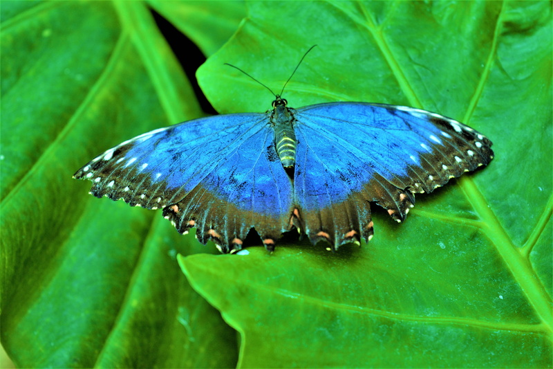 plant, butterfly, flower, insect, plant part, day, blue, invertebrate, 5K, close-up, green color, animal, animal themes, leaf, no people, animals in the wild
