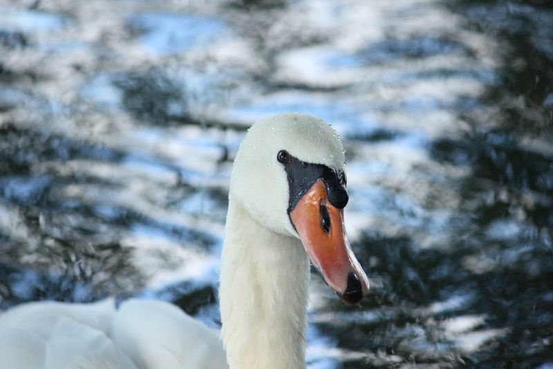 vertebrate, snow, swan, one animal, animal body part, white color, water, animal head, lake, 5K, beak, focus on foreground, day, animal, stratford, animal neck