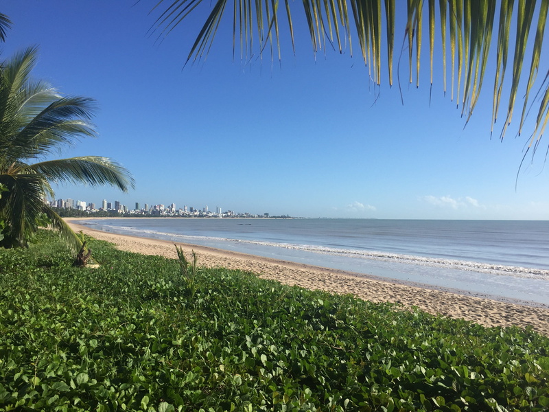 idyllic, recife, no people, horizon over water, nature, tranquility, coconut palm tree, outdoors, 2K, sky, growth, tropical climate, tree, tranquil scene