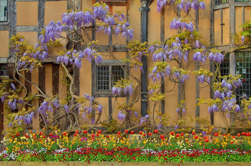 England, house, flowers, wall, Wisteria, Stratford-upon-Avon, 1080P