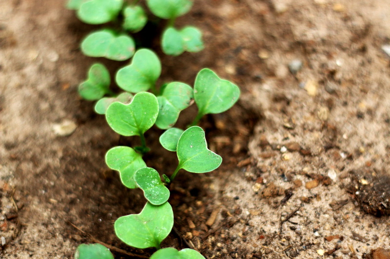 clover, plant part, beginnings, 5K, land, high angle view, fragility, gardening, day, green, small, dirt, close-up, no people, green color, plantation
