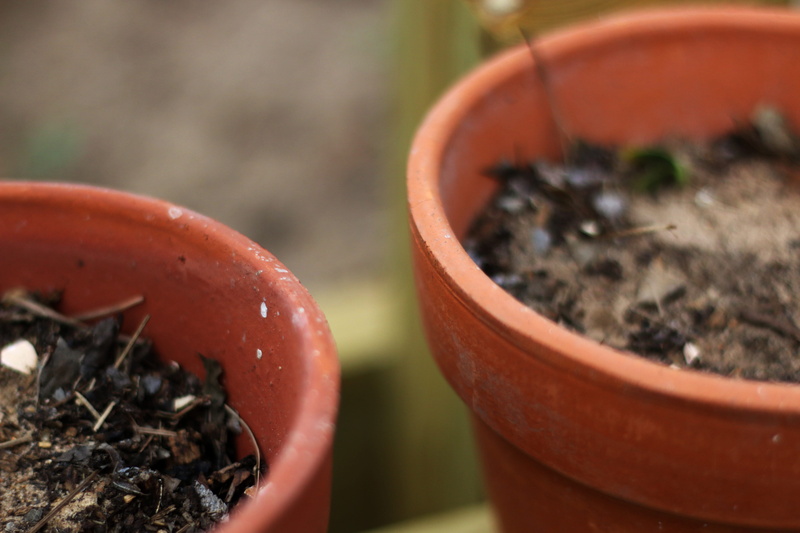 growth, potted plant, food, day, nature, plant, brown, focus on foreground, close-up, united states, gardening, red, 5K, stratford, flower pot, pots, drink
