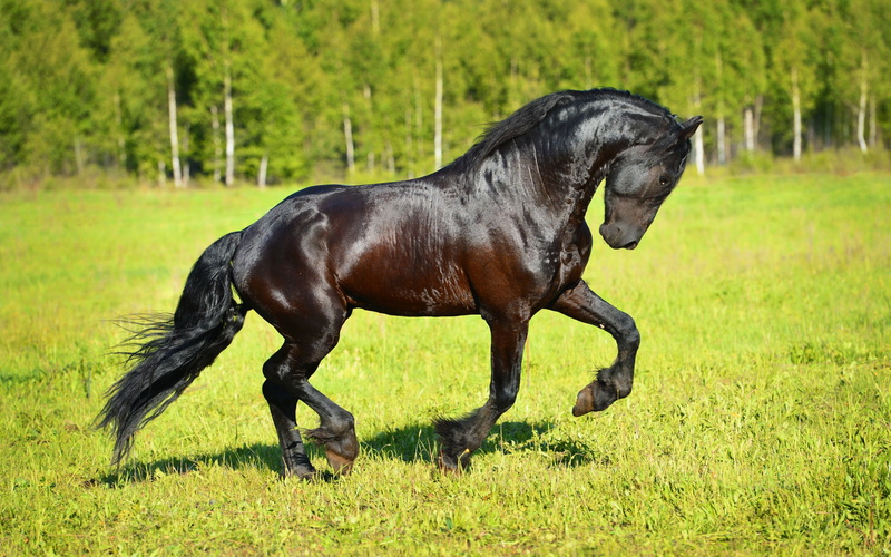 stallion, frieze, s, Best s, horse, sun, grass, black, brown, 2K, Amazing Animals