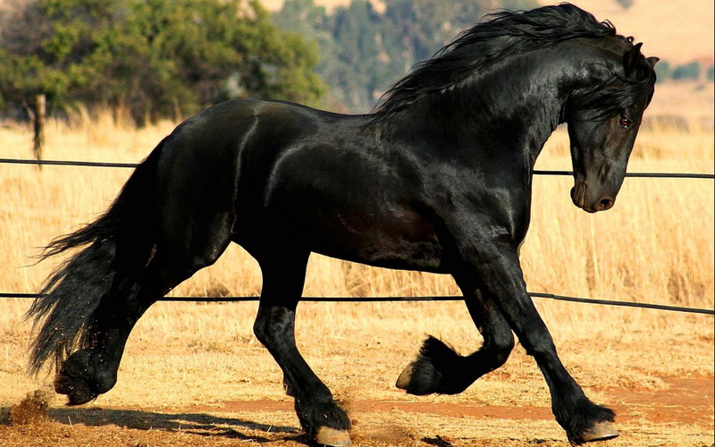 animal, Assembly, riding, lynx, bay Horse, black, vertebrate, beauty In Nature, domestic, mare, look, meadow, Frisian, domestic Animals, Horse, field, mane