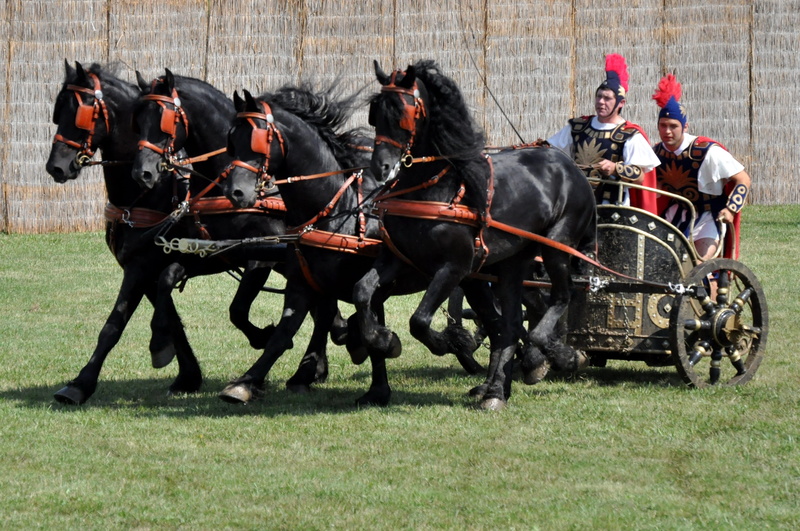 horseback riding, driving in, Horses, plant, Roman, vertebrate, group of people, pets, Teeth, riding, four teeth, Biga, working animal, mammal, 2K, competition