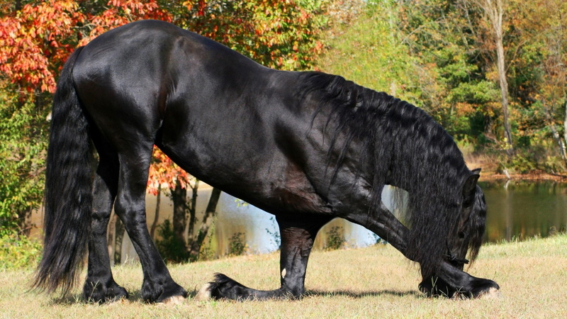 animal wildlife, no people, 1080P, Horse, nature, vertebrate, River, land, grass, outdoors, animal, livestock, one animal, plant, mammal, herbivorous
