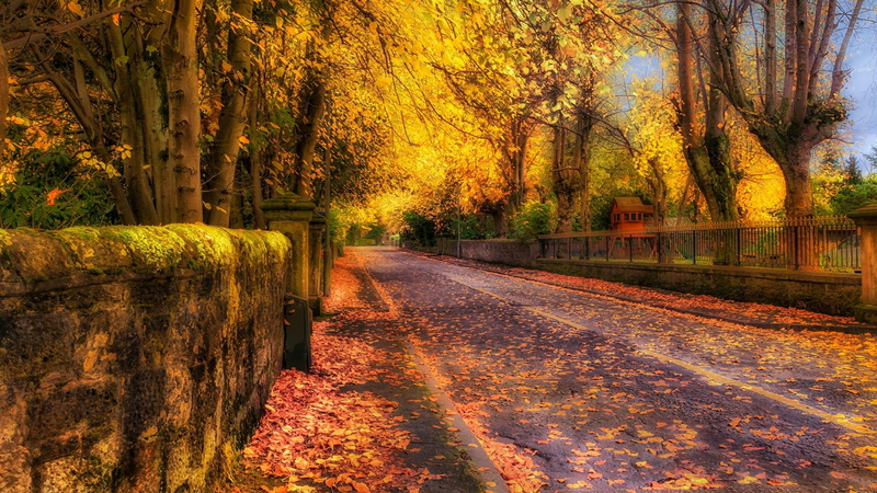 tree, nature, growth, direction, transportation, yellow leaves, autumn, tranquility, treelined, the way forward, street, no people, sunlight, fence, fall