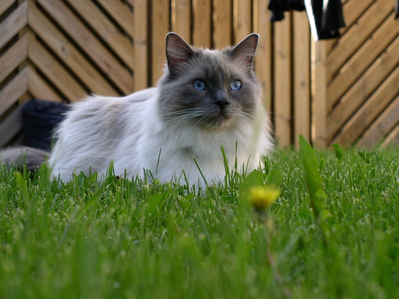 blue, ragdoll, blue mitted ragdoll, mitted, grass, 720P, cute