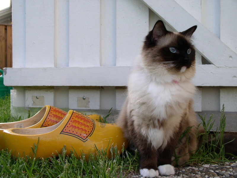 ragdoll, spots, mitted, 720P, seal, cute, seal mitted ragdoll