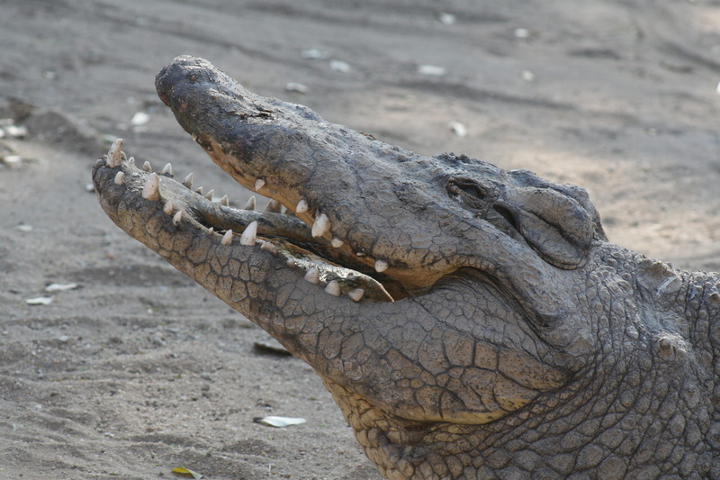 close-up, mit, crocodile, skin texture, animal, alligator, wild animal, mouth open, reptile, dried, sign, man, animal head, nur, no people, wird, close