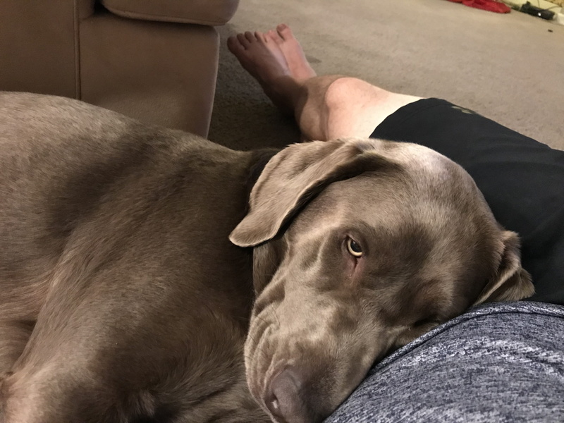 lying down, one person, low section, domestic, domestic animals, close-up, united states, canine, 11960 s meander way, human leg, pet owner, men, relaxation