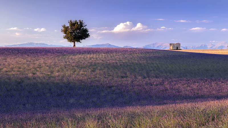 nature, 1080P, France, landscape, Provence