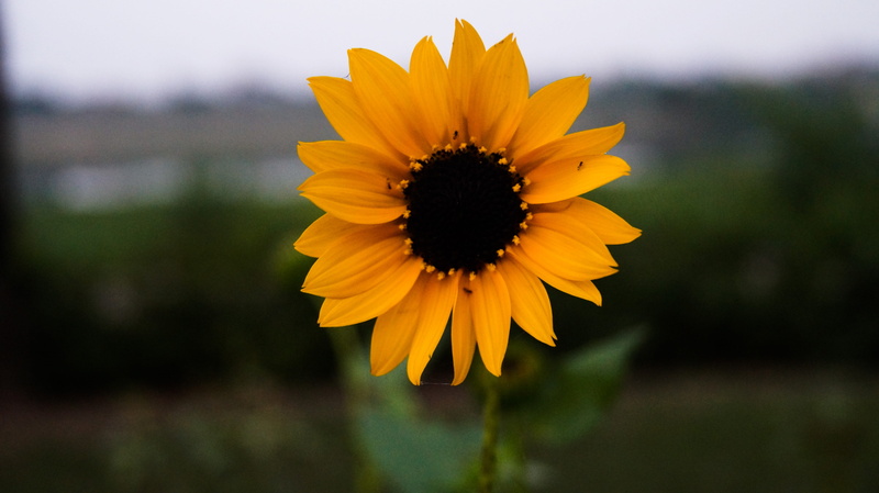 fragility, flower, up, sky, freshness, nature, close-up, beauty in nature, yellow, outdoors, lucknow, plant, petal, sun flower, flower head, 5K, sun flowers