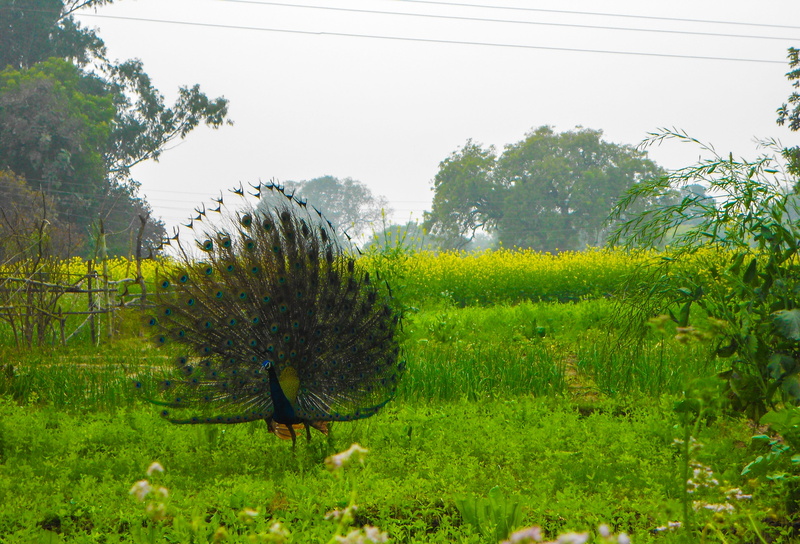 green, outdoors, indian, 4K, landscape, nature, grass, sky, green color, india, winter, dancing peacock, field, peacock, land, clear sky, agriculture