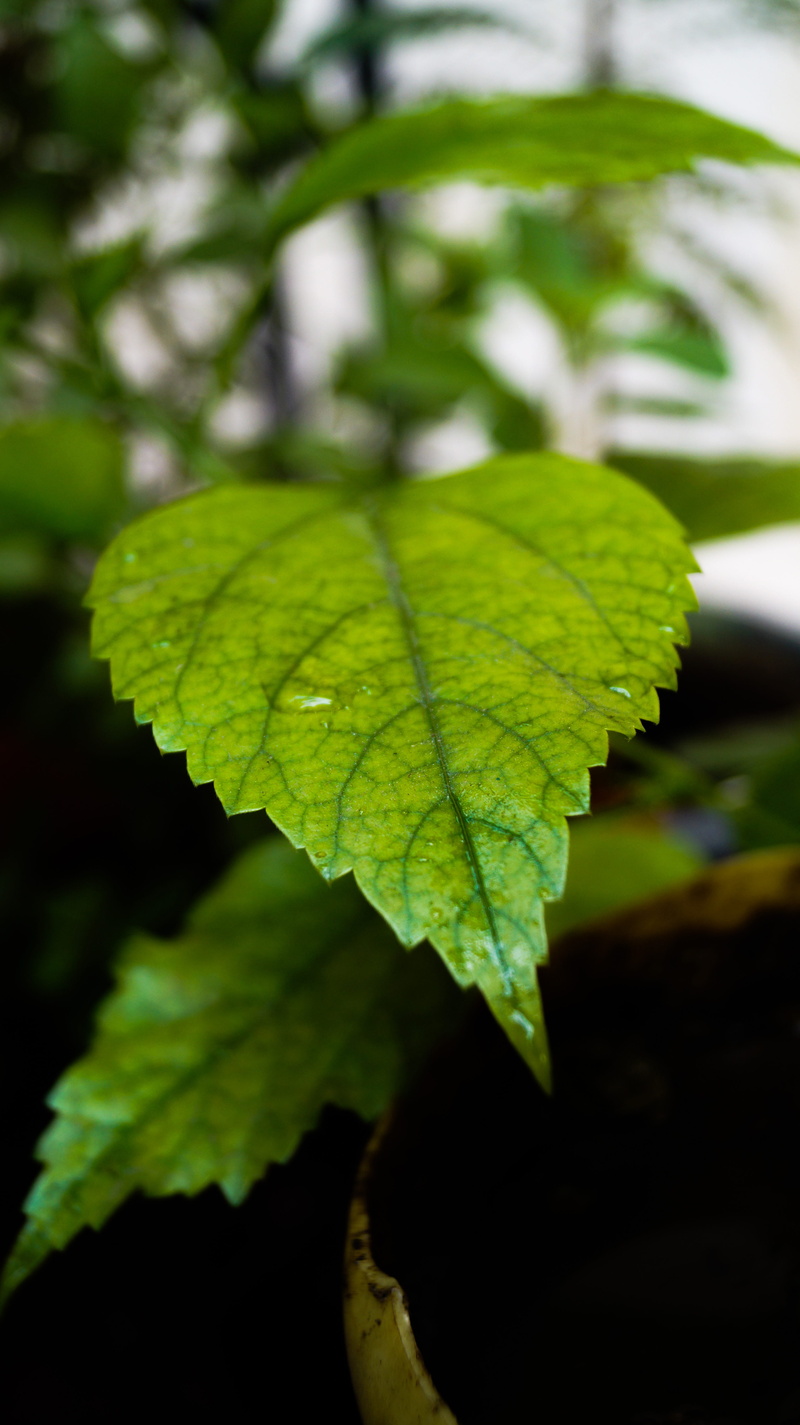 vulnerability, plant part, natural pattern, incredible india, ishant_mishra, outdoors, 5K, ishant, leaf vein, growth, mishra, india, plant, no people
