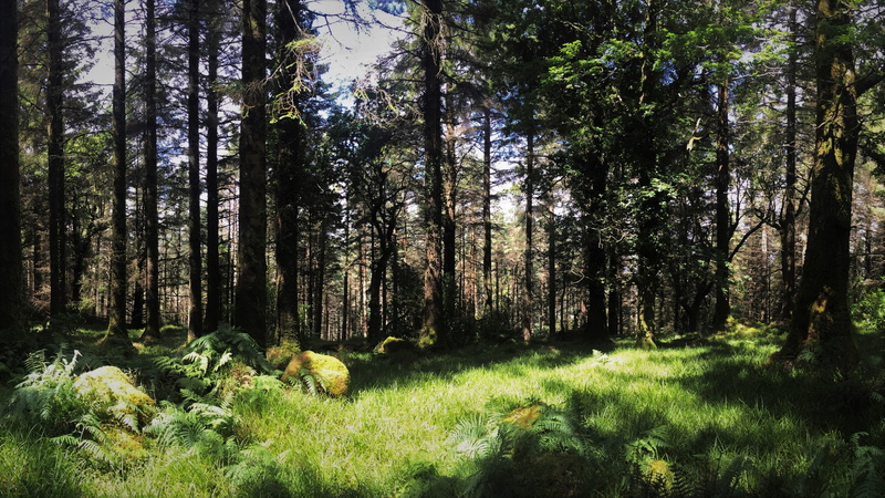 4K, forest, landscape, Travel Poster, nature, cliff, lake