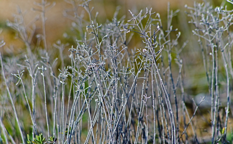 water, close-up, selective focus, day, vulnerability, plant stem, beauty in nature, silver, plant, field, outdoors, nature, Aero, Macro, fragility, 2K