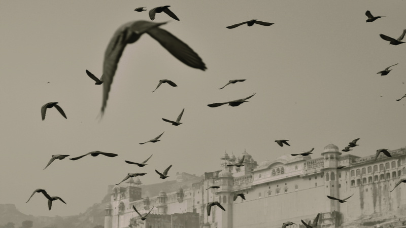 india, building exterior, flock of birds, seagull, animal wildlife, animal, 4K, flying, animal themes, animals in the wild, large group of animals, architecture