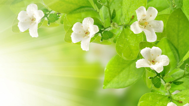 spring, raindrops, gentle, flowers, green, blossoms, 1080P, tree, fresh, summer, light, nature and landscap, rain
