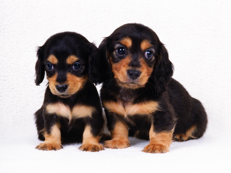 animals, dogs, gentle, babies, 720P, eyes