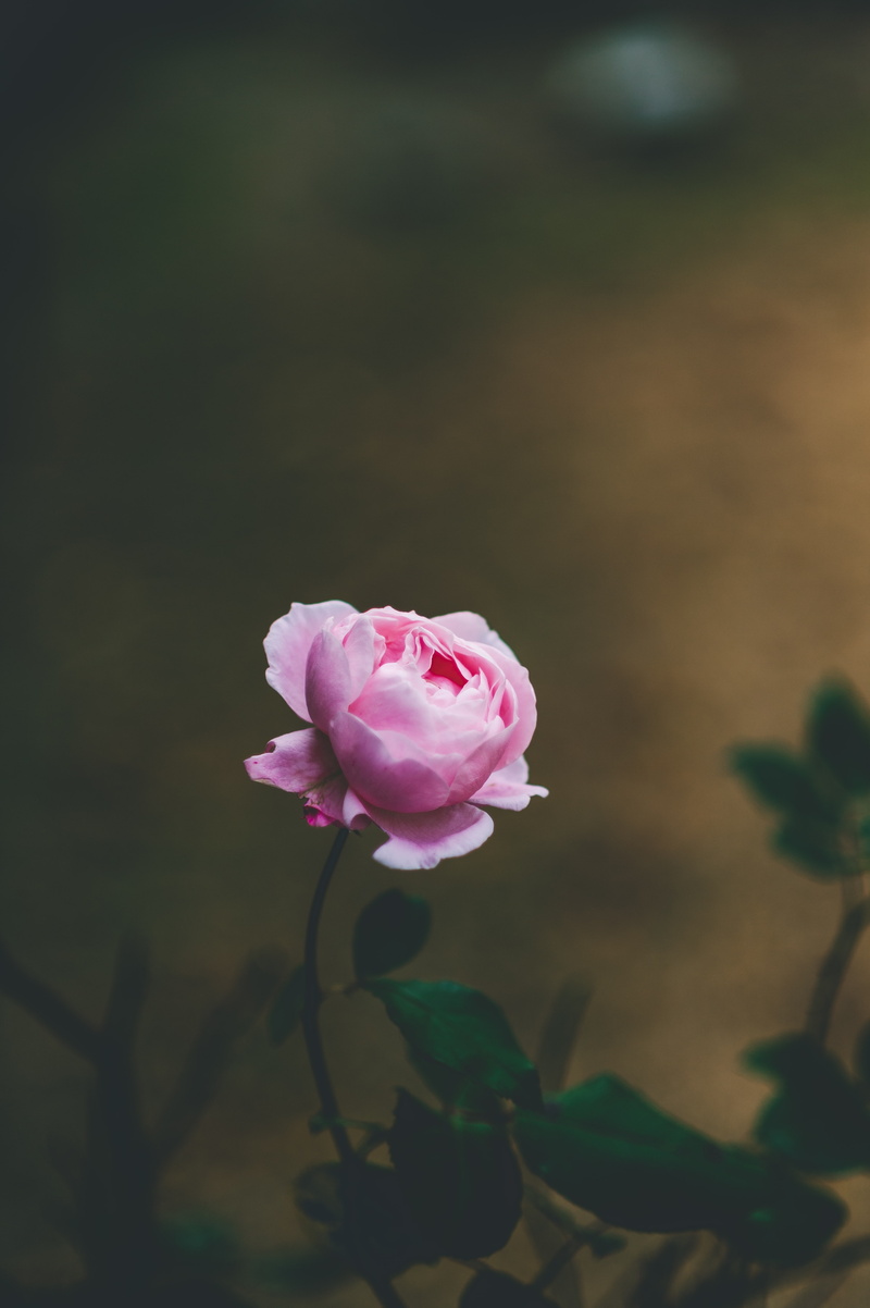 gentle, flower, blooms, rose, 4K, beautiful, light pink