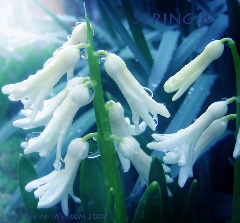 petaled, nice, 1080P, spring, lovely, water, flowers, flower, buds, picture, gentle, leaves, white, bright, beautiful, tender touch, seasons