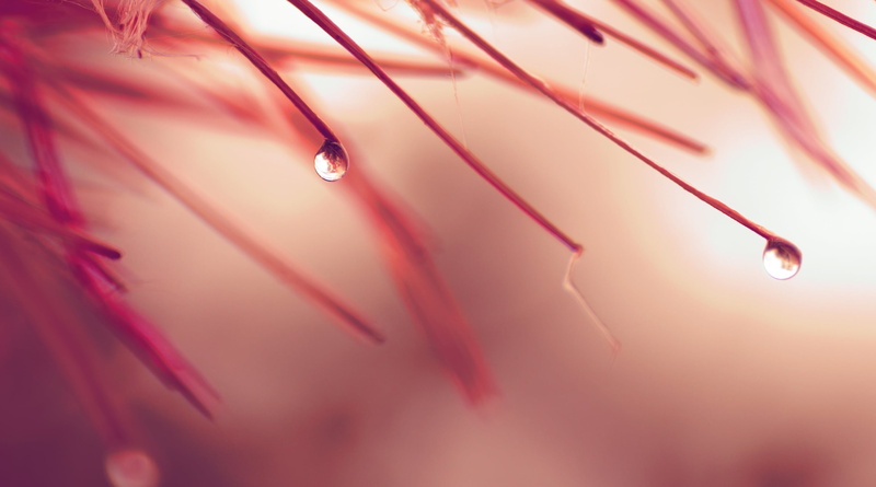 summer, rain, leaf, drops, flowers, color Image, pink color, full frame, nature, close-up, freshness, season, tranquility, plant, 2K, dew, indoors, flower