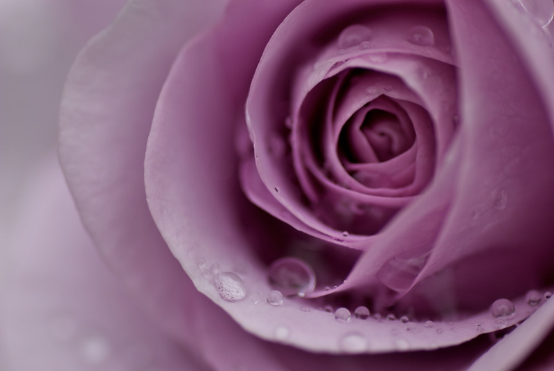 beauty In Nature, love, color Image, pink Color, flowers, blossom, outdoors, rose - Flower, single Flower, growth, softness, gentle, drop, 4K, petal, dew