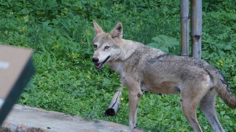 animal themes, tree, animal wildlife, standing, one animal, photography, dog, mammal, domestic, animals in the wild, photo, no people, 5K, domestic animals