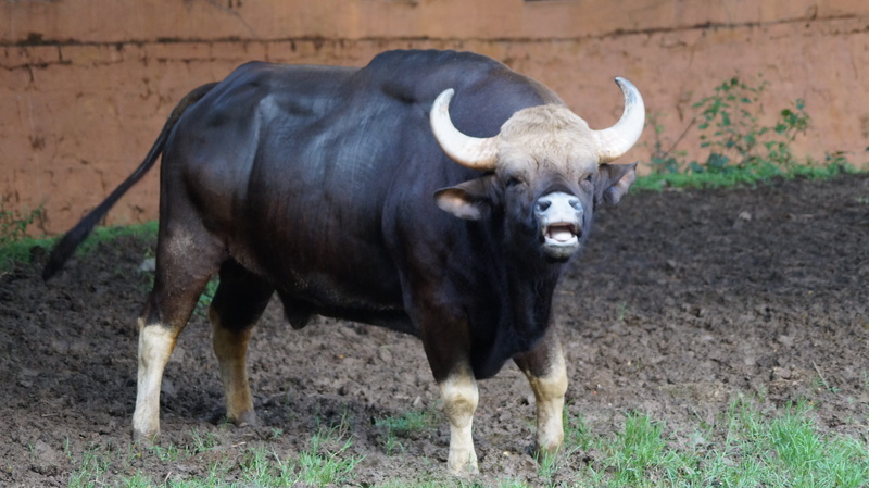 cattle, zoo, one animal, focus on foreground, livestock, field, roaring, herbivorous, india, horned, photography, no people, mysuru, pets, animal, domestic animals