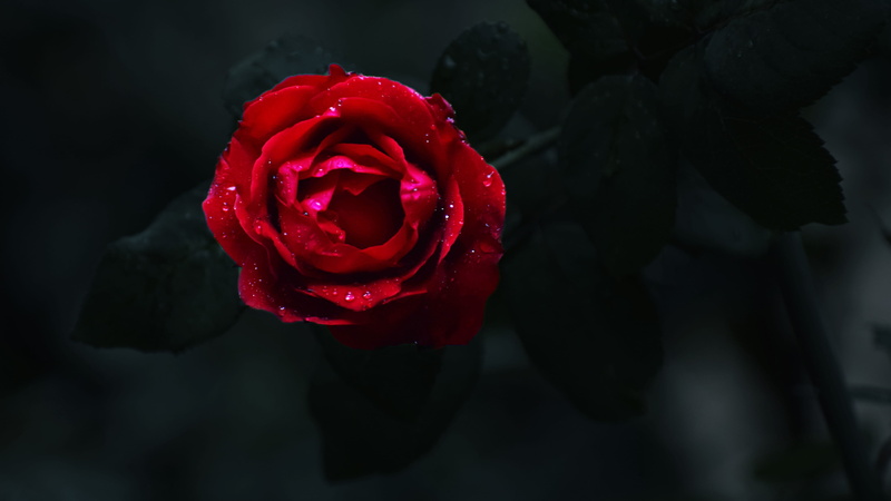 flowering plant, beauty in nature, selective focus, petal, flower, 4K, vulnerability, rose, flower head, no people, focus on foreground, nature, outdoors