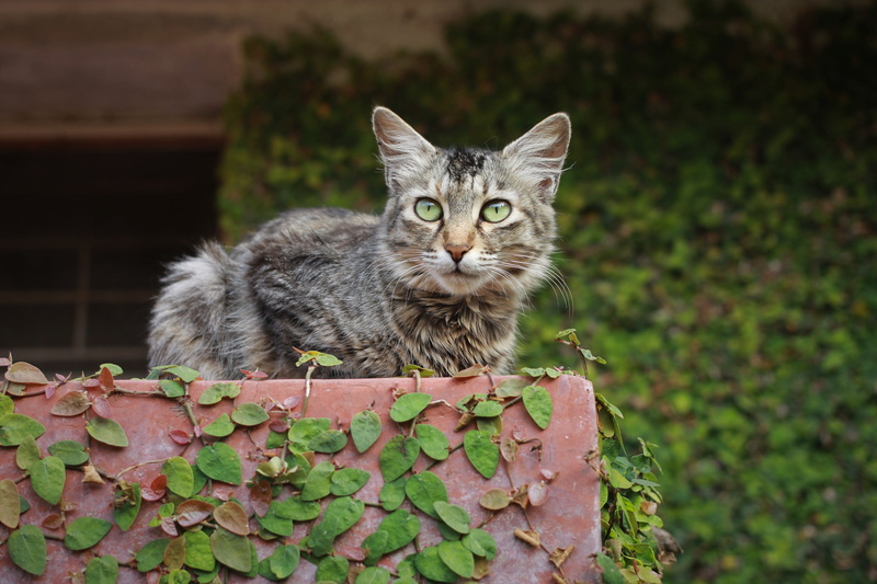 animal, mammal, vertebrate, animal themes, yellow eyes, wildlife, domestic animals, nature, 4K, mysuru, plant, looking at camera, one animal, eyes, domestic