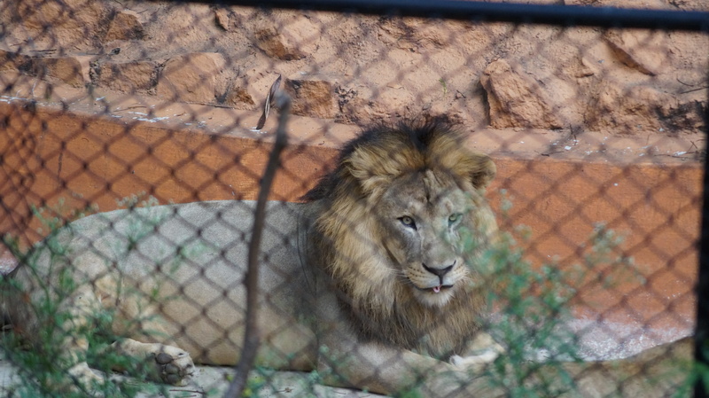 animal themes, wildlifephotography, photo, big cat, bigcats, cute, feline, fence, nature, cat, 5K, kingoftheanimals, lion, photography, wild, animal, lion - feline