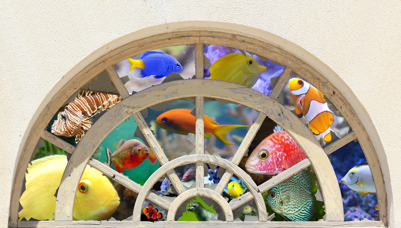 nemo, creativity, architecture, underwater, geometric shape, exotic fish, discs, multi colored, ornaments, 4K, old window, spirituality, fish, place of worship